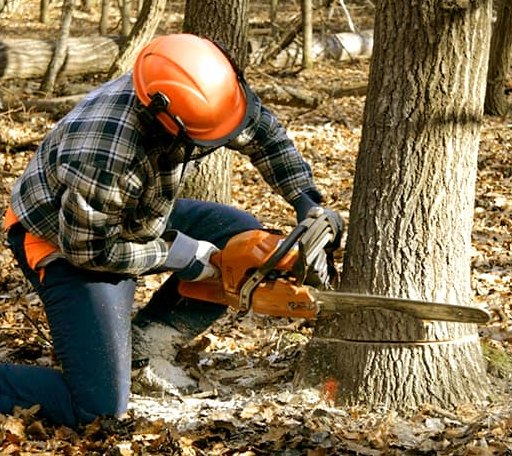 Tree Removal in Drake, ND